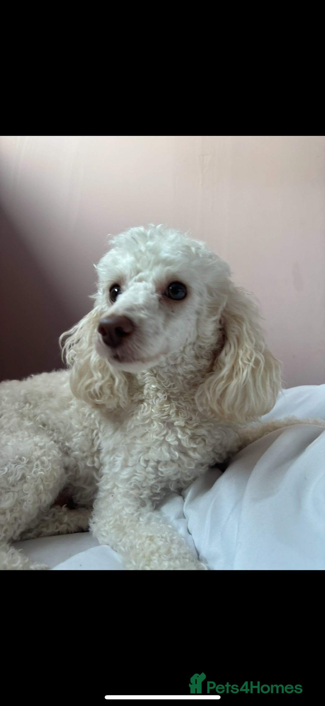 Toy Poodle dogs for stud: POSHLICIOUS'S POSH CRÈME aka Loui - Advert 15