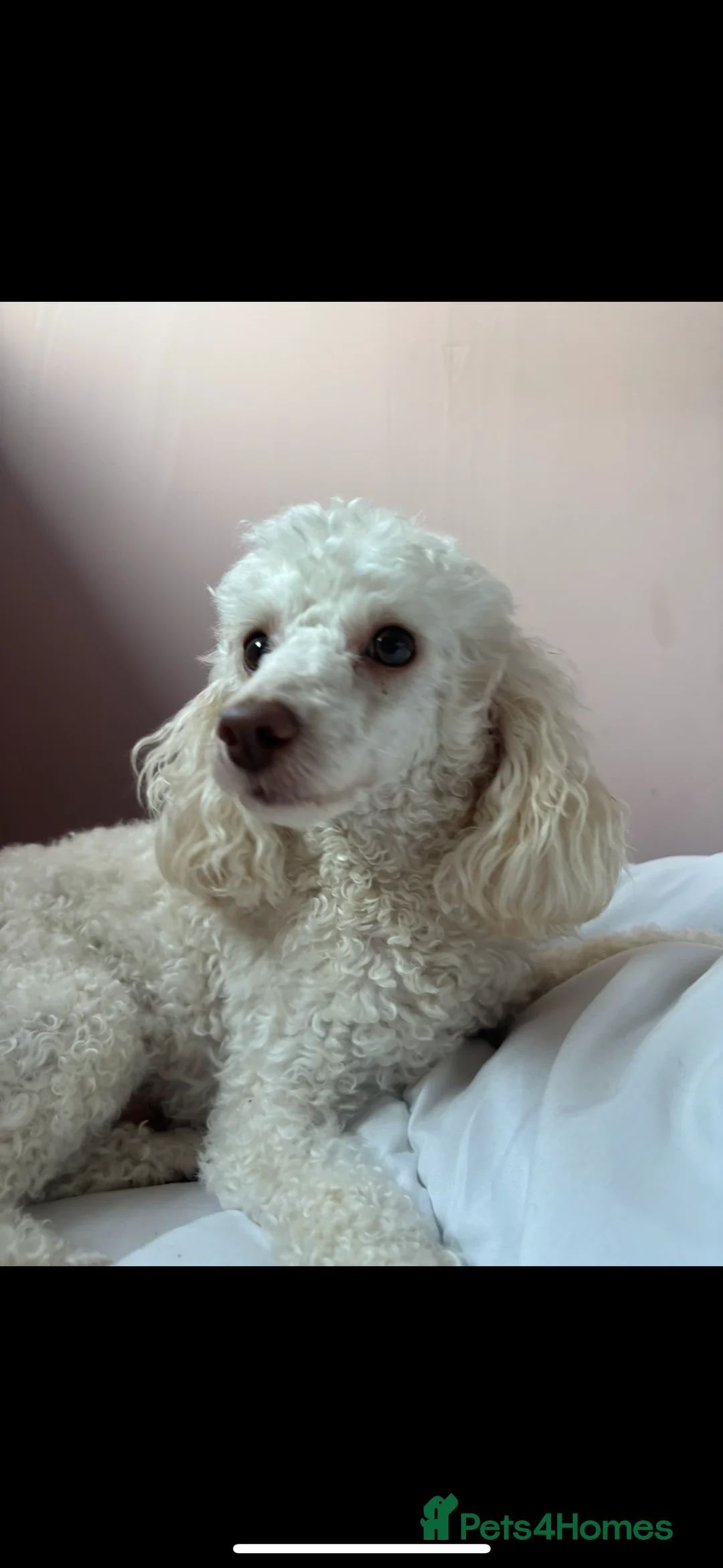Toy Poodle dogs for stud: POSHLICIOUS'S POSH CRÈME aka Loui - Advert 16