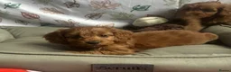 Cockapoo dogs for sale: HEALTH TESTED COCKAPOOS - Advert 2