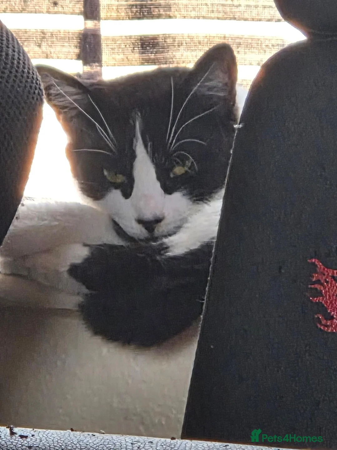 Mixed Breed cats for sale: Beautiful boy cat toby - Advert 4