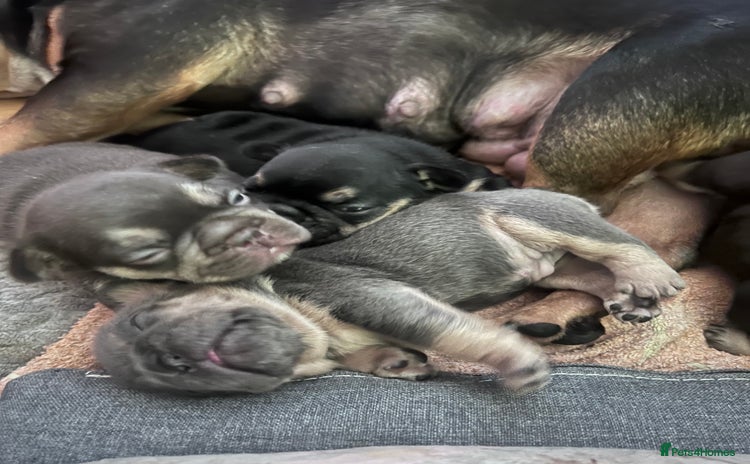 French Bulldog dogs - Advert 5