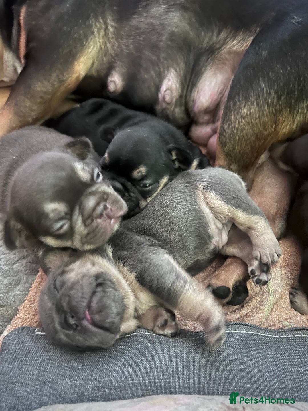 French Bulldog dogs for sale: 🐾 4 Beautiful French Bulldog Puppies 🐾 - Image 1