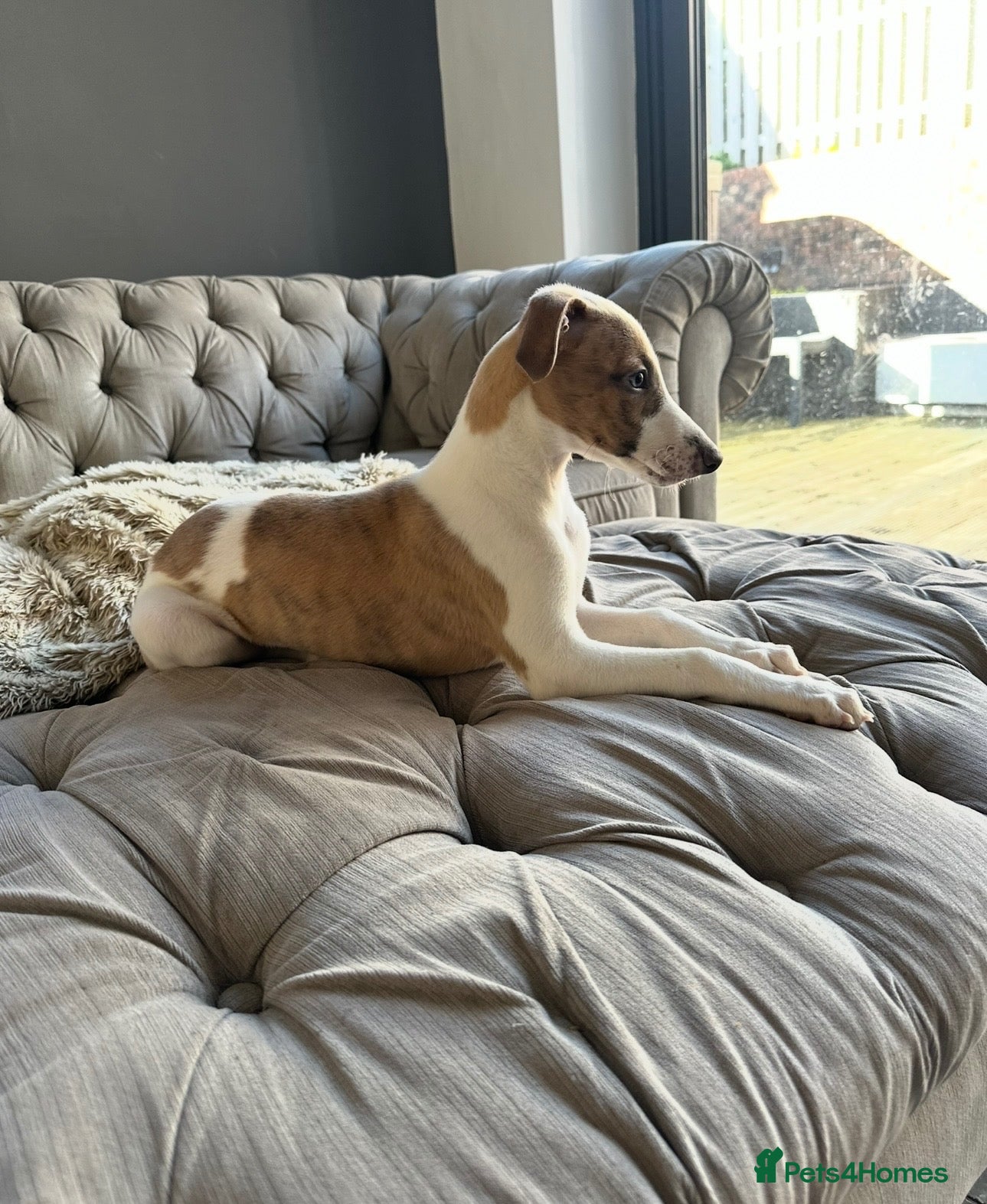 Whippet dogs 1 last boy available  - Advert 14