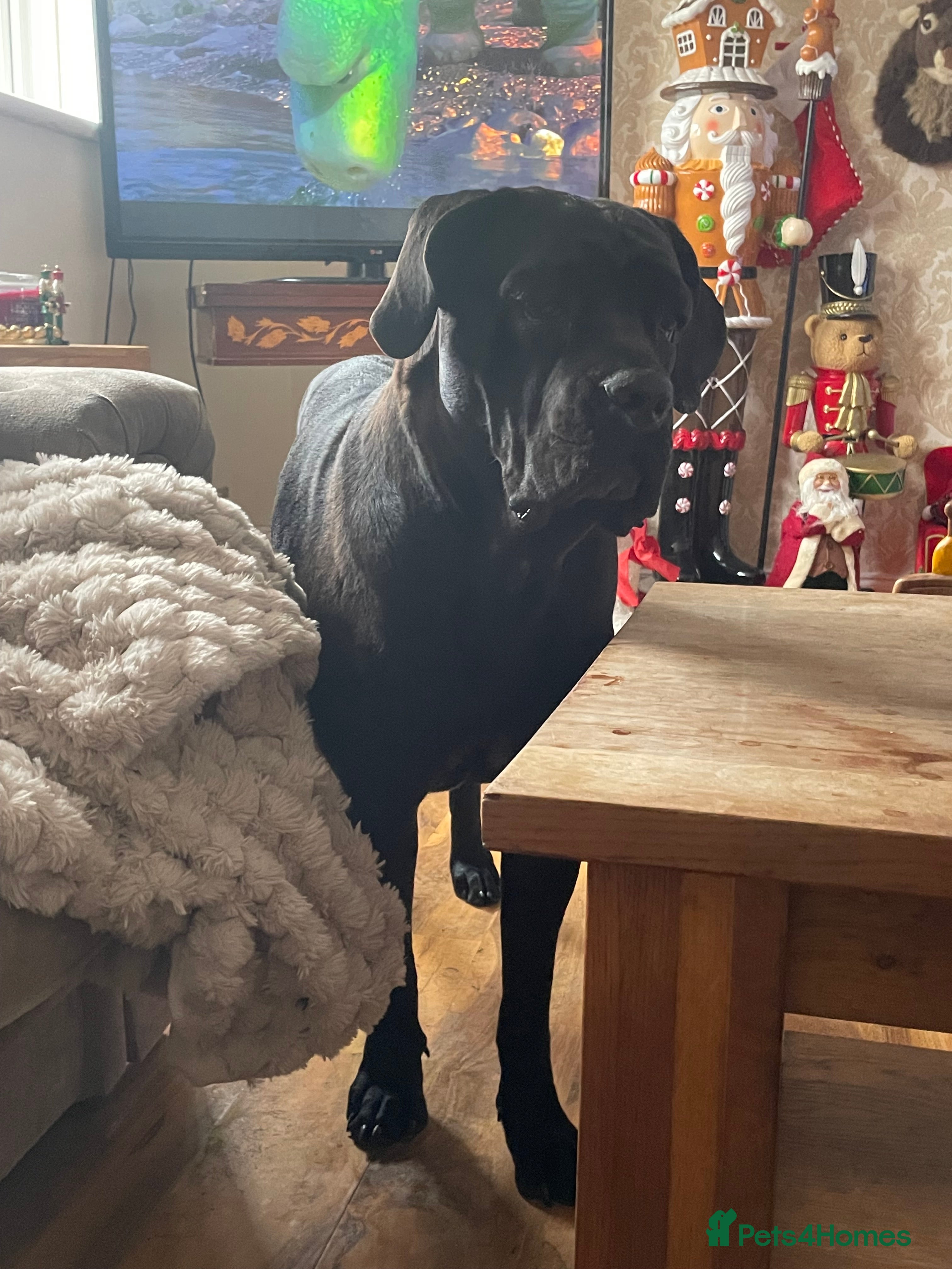 Cane Corso dogs Champion/true to type cane corso puppies - Advert 2