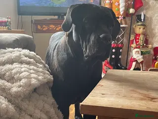 Cane Corso dogs Champion/true to type cane corso puppies - Advert 8