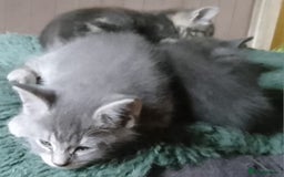 Mixed Breed cats for sale: UNIQUE SILVER/BLUE BENGAL X RUSSIAN BLUE KITTENS  - Image 29