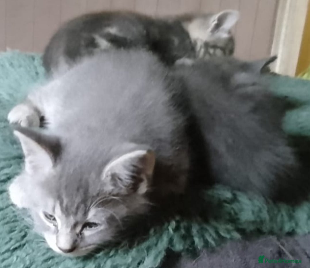 Mixed Breed cats for sale: UNIQUE SILVER/BLUE BENGAL X RUSSIAN BLUE KITTENS  - Image 29