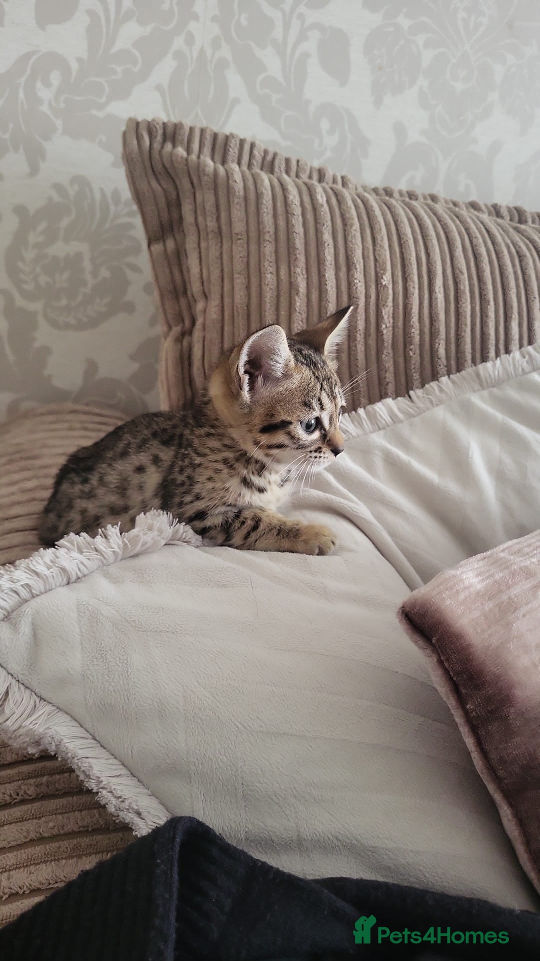 Savannah cats for sale: narla the f5 savannah - Advert 7