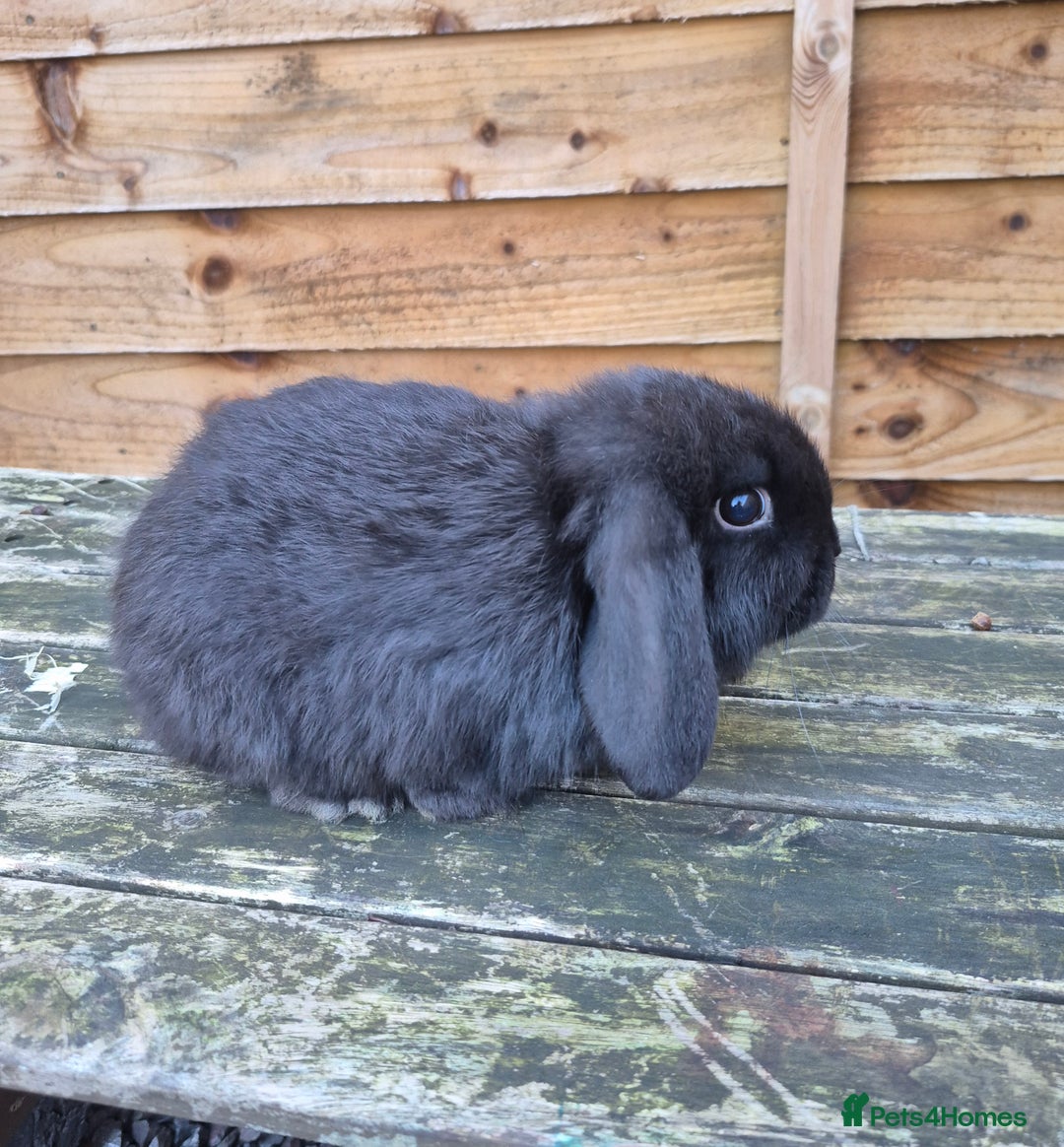 Mini Lop rabbits for sale: Mini lop babies - Advert 6