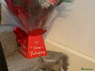 Ragdoll cats 2 ragdoll cats - Advert 1