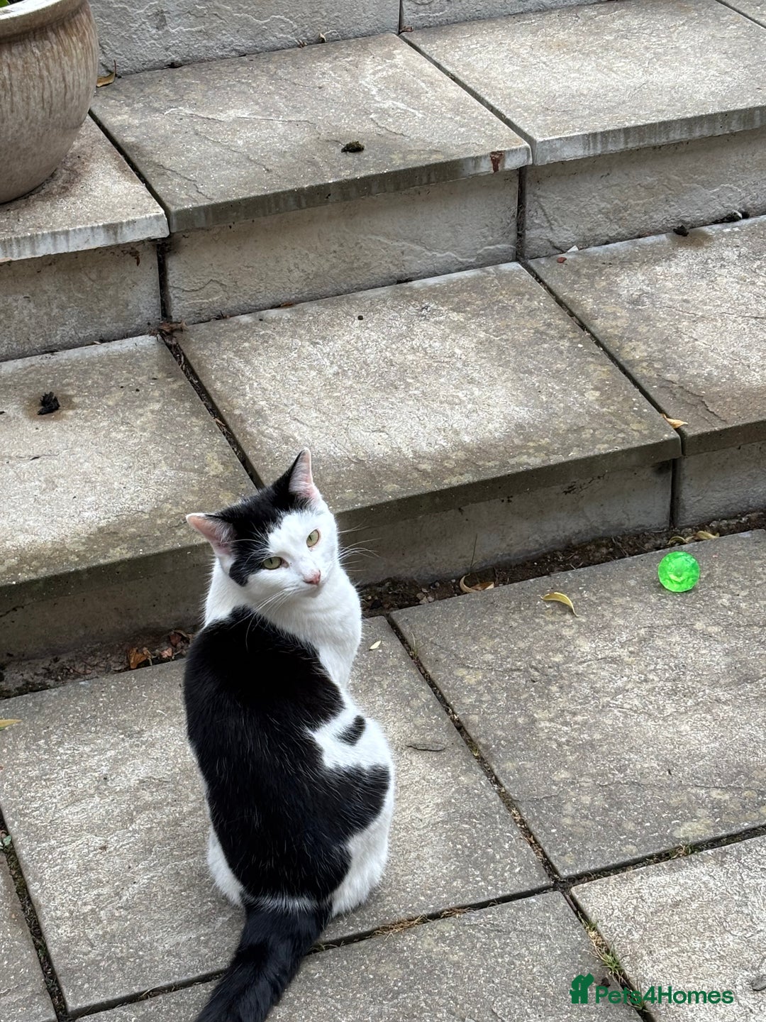 Mixed Breed cats for sale: 2 female cats - Image 2