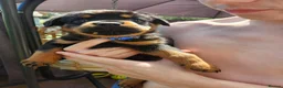 Rottweiler dogs for sale: Last male rottweiler pup need forever homes - Advert 5