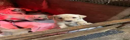 Labrador Retriever dogs for sale: Beautiful Labrador Puppies - Advert 7