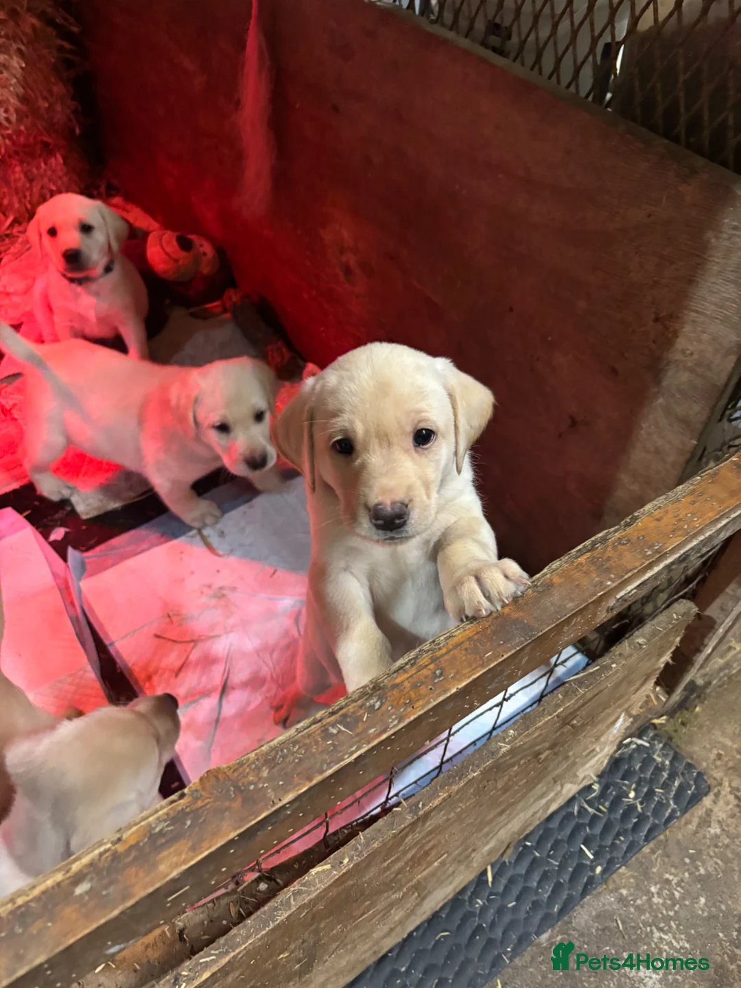 Labrador Retriever dogs for sale: Beautiful Labrador Puppies - Advert 7