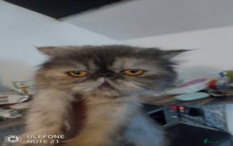 Exotic cats for sale: Beautiful exotic Persian female - Image 2