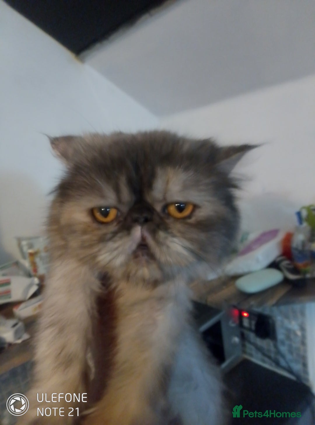 Exotic cats for sale: Beautiful exotic Persian female - Image 2
