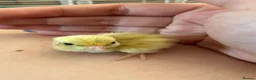 Quail poultry for sale: Coturnix quail chics - Advert 19