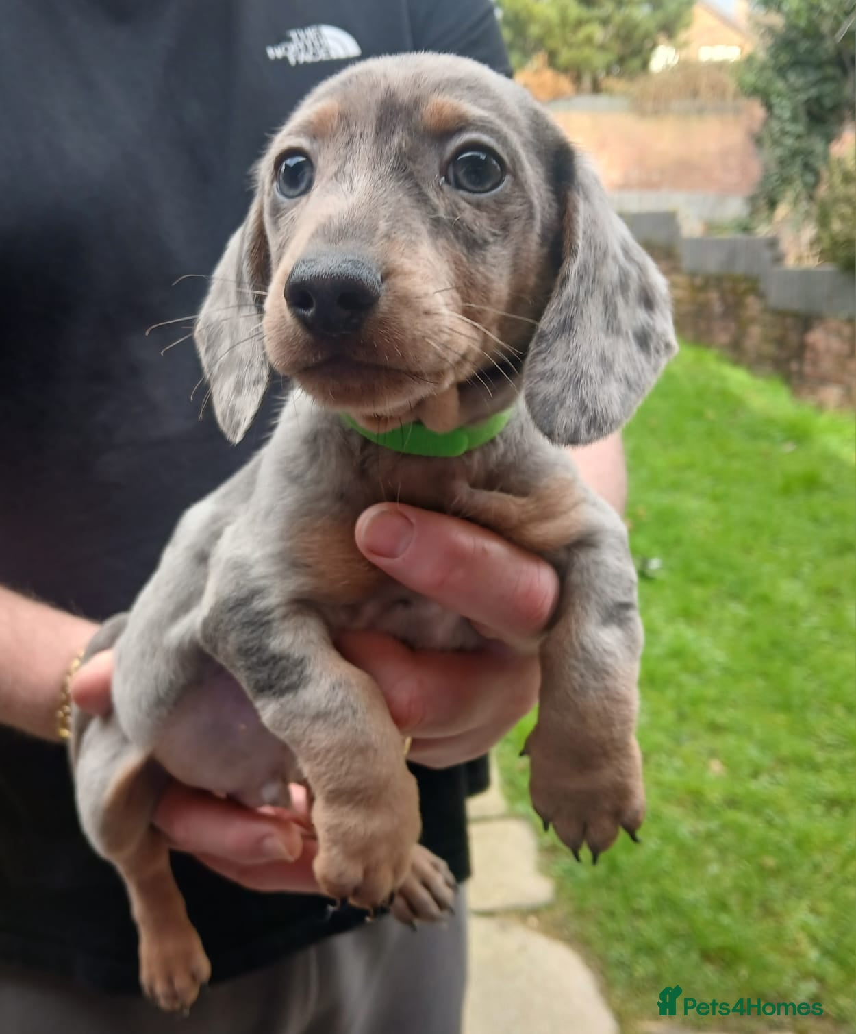 Miniature Dachshund dogs miniature dachshund puppies  - Advert 10