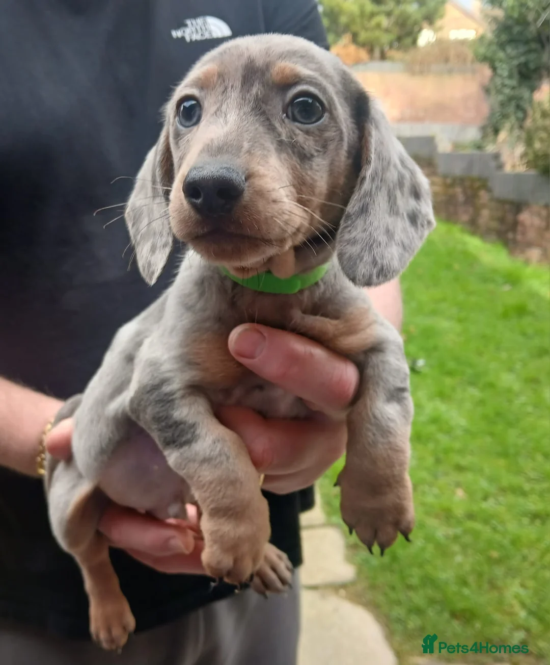 Miniature Dachshund dogs for sale: miniature dachshund puppies  - Advert 1