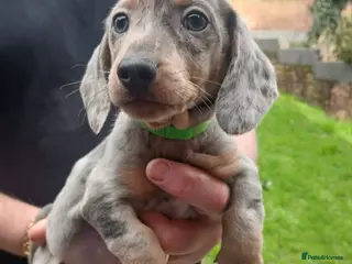 Miniature Dachshund dogs miniature dachshund puppies - Advert 16