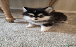 Pomsky dogs for sale:  toy size multi-generational pomsky puppies  - Image 11