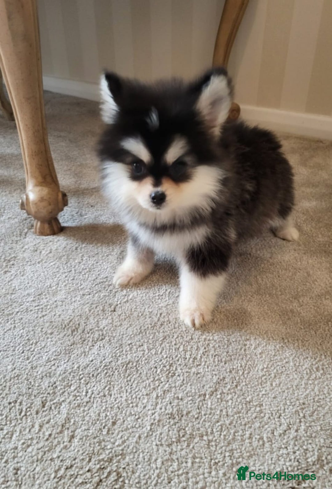 Pomsky dogs for sale:  toy size multi-generational pomsky puppies  - Image 11