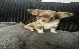 Chihuahua dogs for sale: Lilac puppies  - Image 9