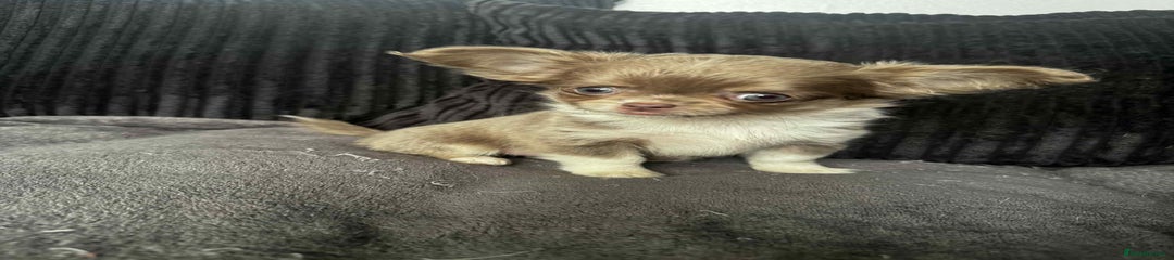Chihuahua Puppy 2