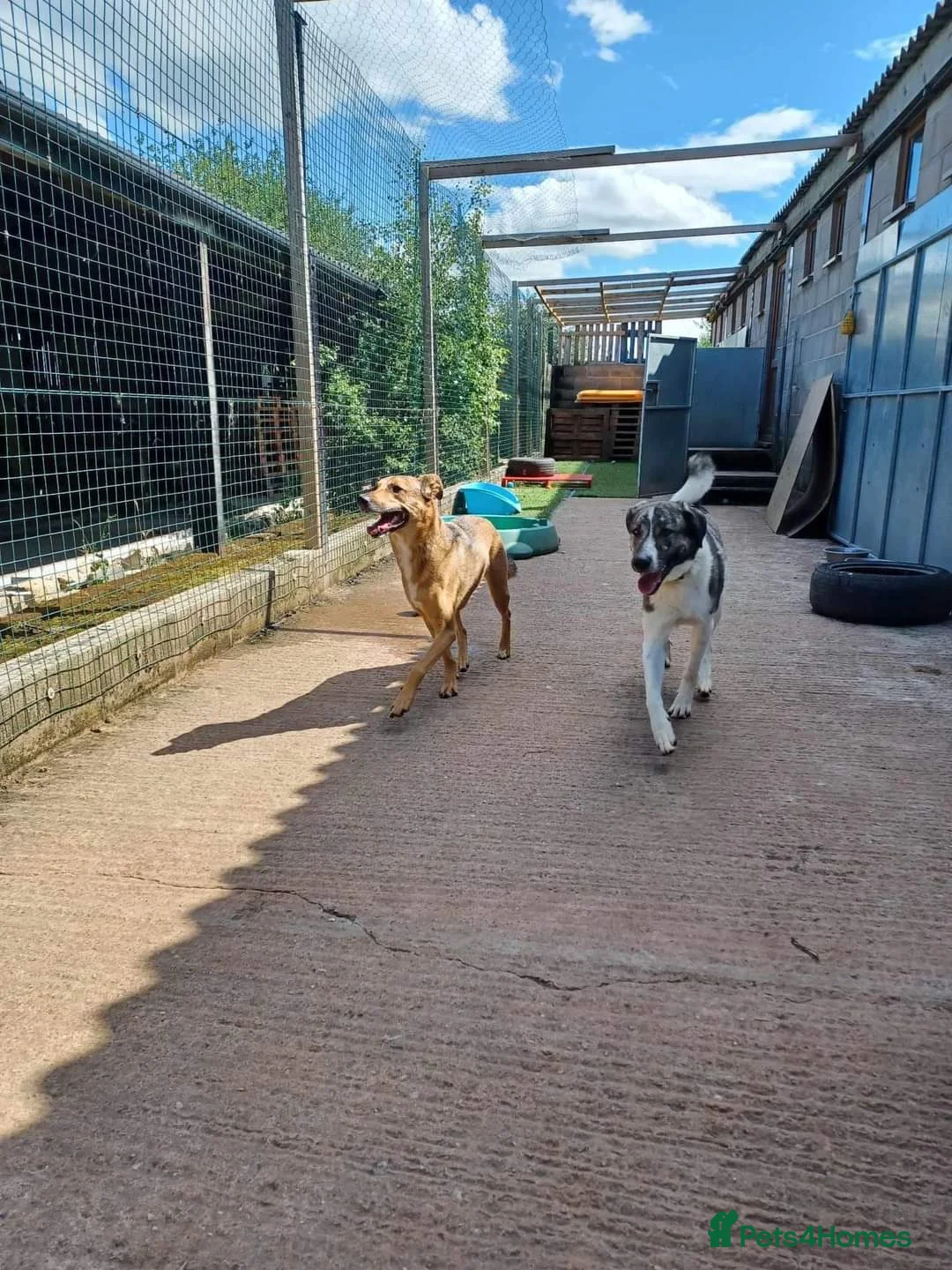 Mixed Breed dogs for adoption: Meet Kane, currently residing in Cheshire  in Nantwich - Advert 8