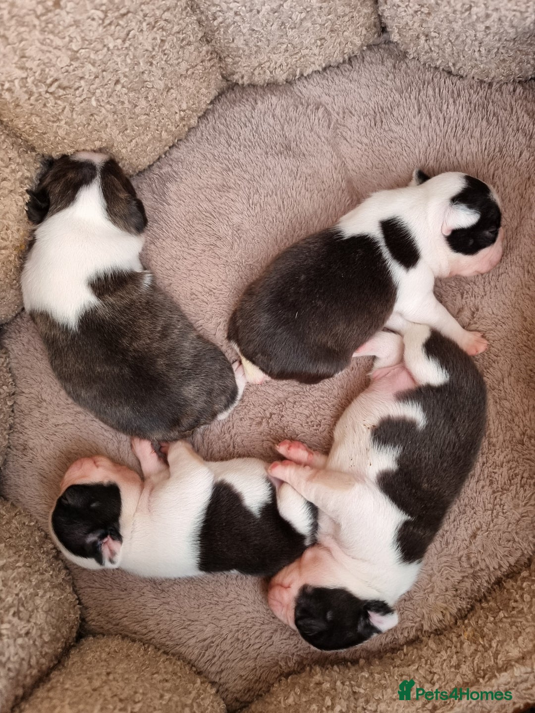Boston Terrier dogs for sale: Beautiful Boston Terriers pups - Image 9