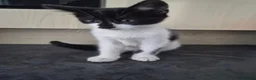 Mixed Breed cats for sale: Female kitten  in Dagenham - Advert 5
