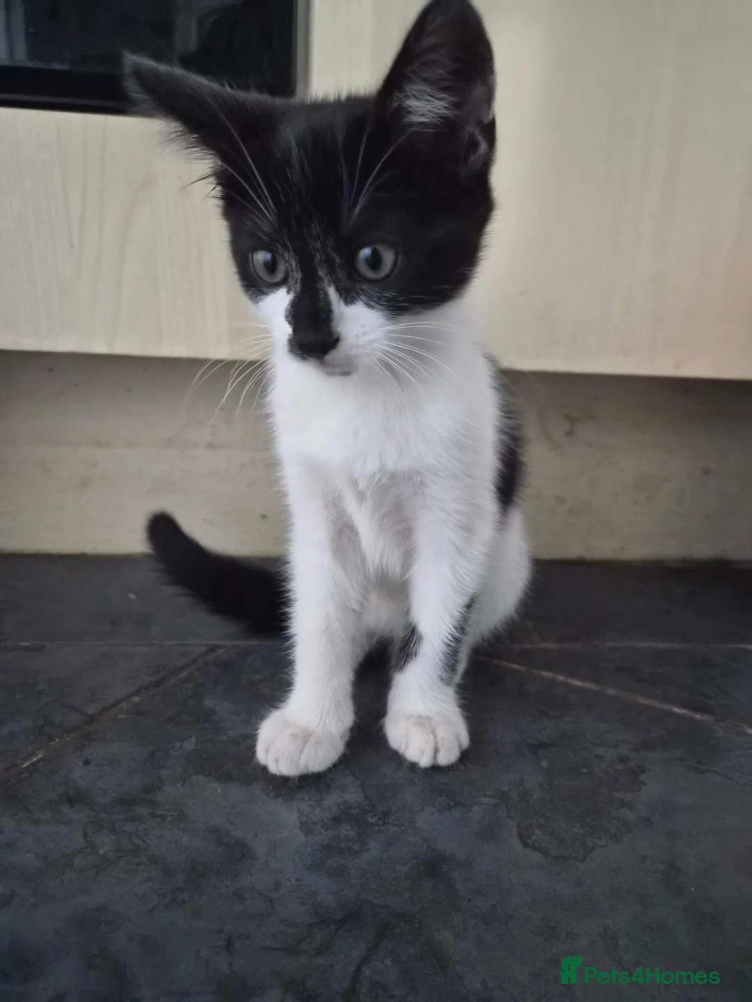 Mixed Breed cats for sale: Female kitten  in Dagenham - Advert 5
