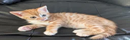 Mixed Breed cats for sale: Adorable Kittens Ready for Their Forever Homes in Purfleet - Advert 8