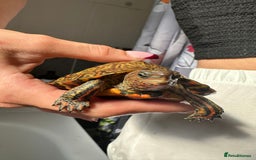Turtle reptiles for sale: 2 painted wood turtles for sale - Image 5