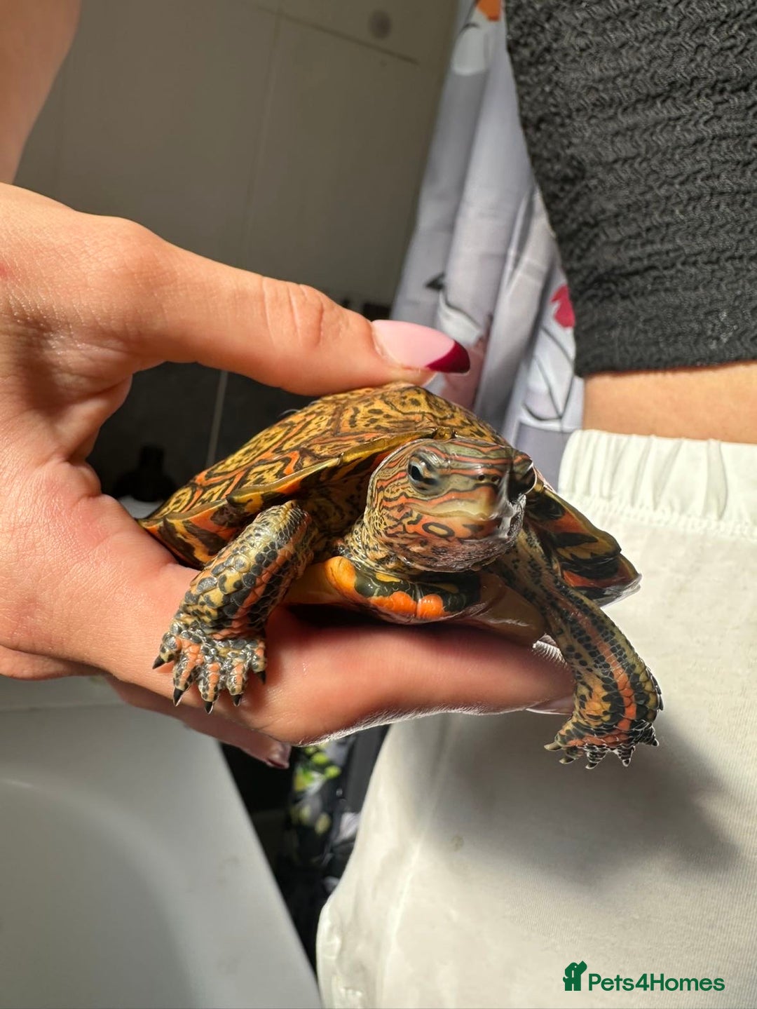 Turtle reptiles for sale: 2 painted wood turtles for sale - Image 5