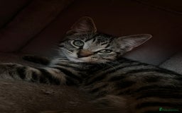 Domestic Shorthair cats for sale: Cute tabby male looking for new home - Image 4