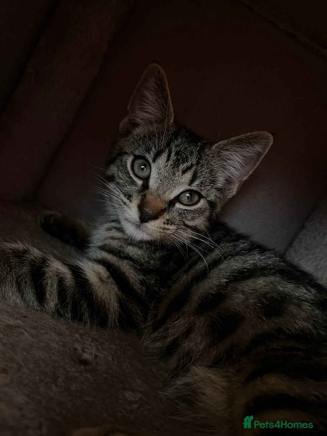 Domestic Shorthair cats for sale: Cute tabby male looking for new home - Image 4