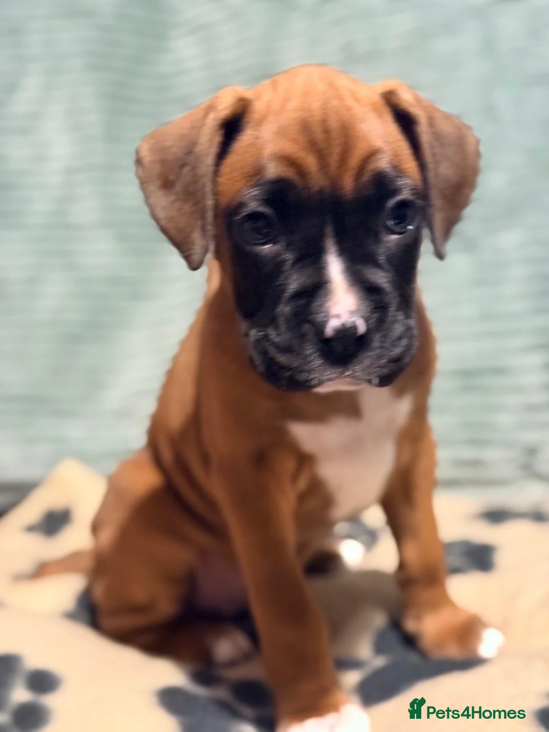 Boxer dogs for sale: 3 Beautiful boxer puppies   - Advert 6