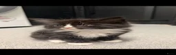 Mixed Breed cats for sale: Beautiful fluffy kittens - Advert 7