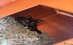 Domestic Shorthair cats for sale: Mother Cat & 2 Kittens - Image 4