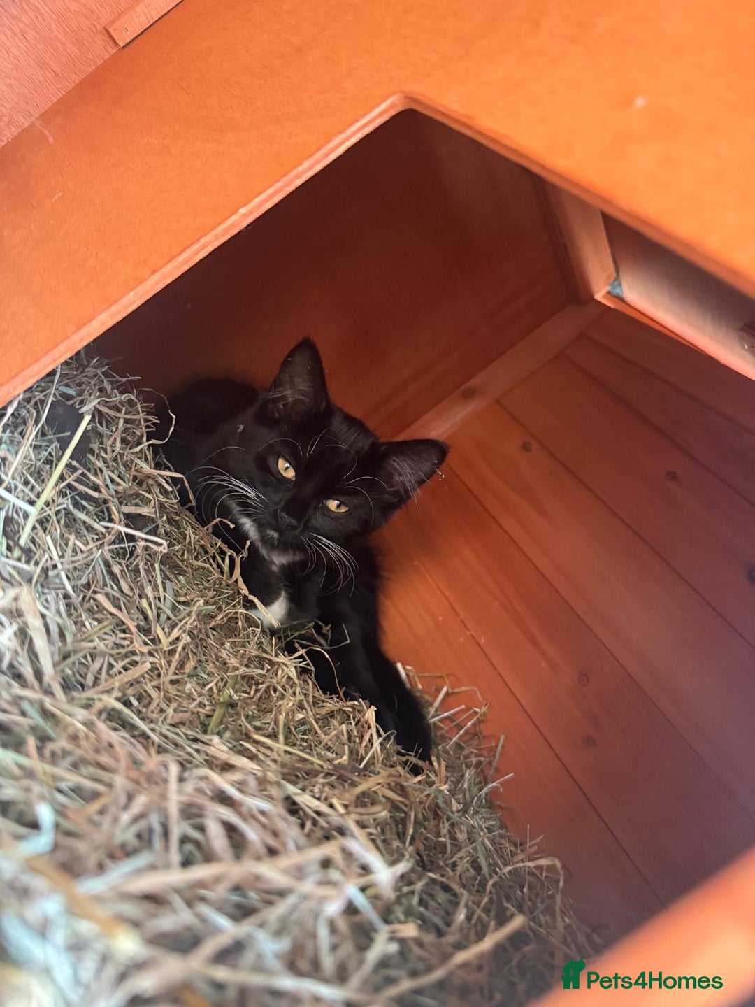 Domestic Shorthair cats for sale: Mother Cat & 2 Kittens - Image 4