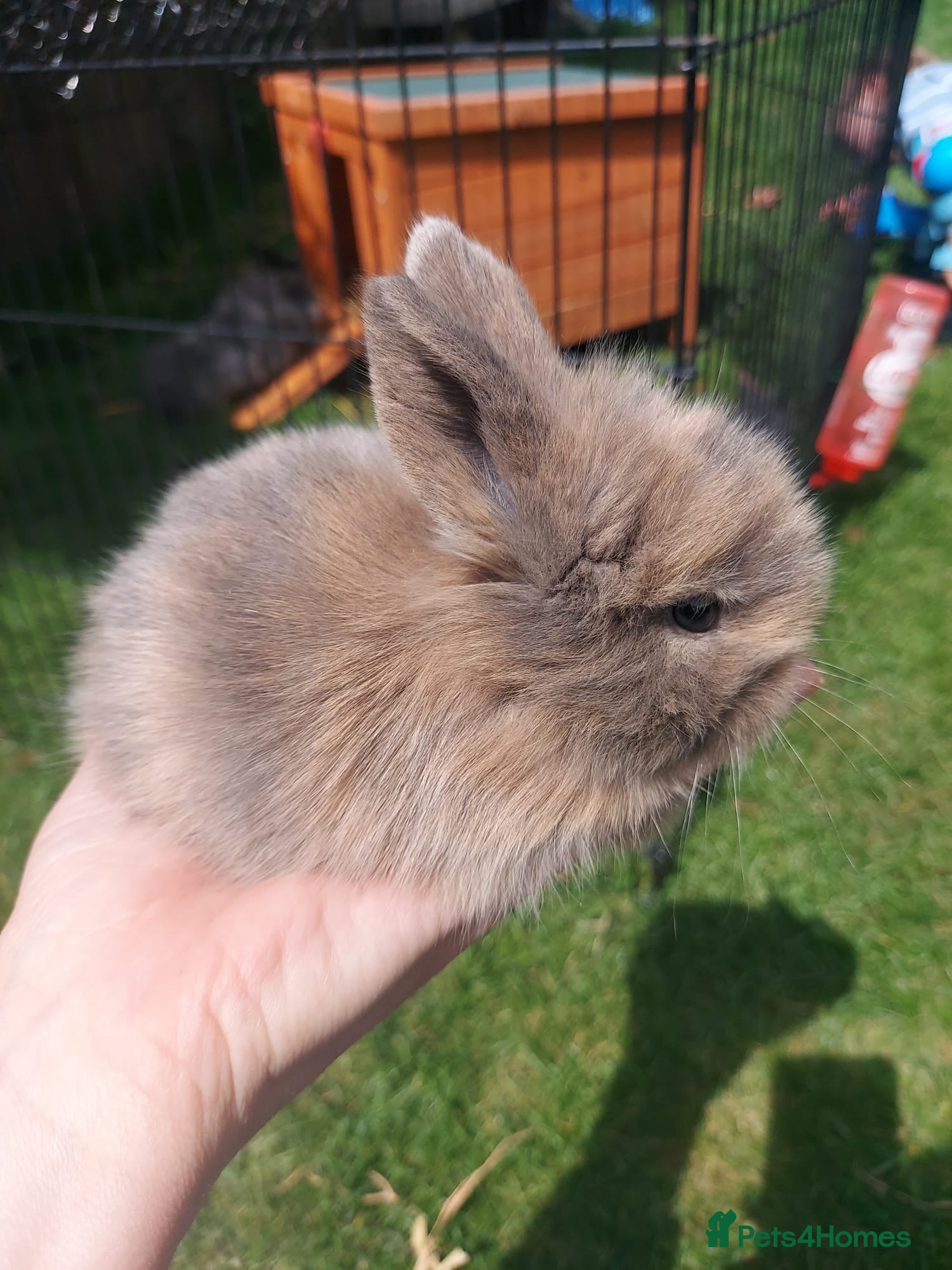 Mini Lop rabbits for sale: 3 x Mini Lion Lops ready to collect 23 June - Advert 5