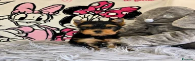 Yorkshire Terrier Puppy 2