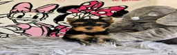 Yorkshire Terrier dogs for sale: Top quality puppies in Altrincham - Advert 2