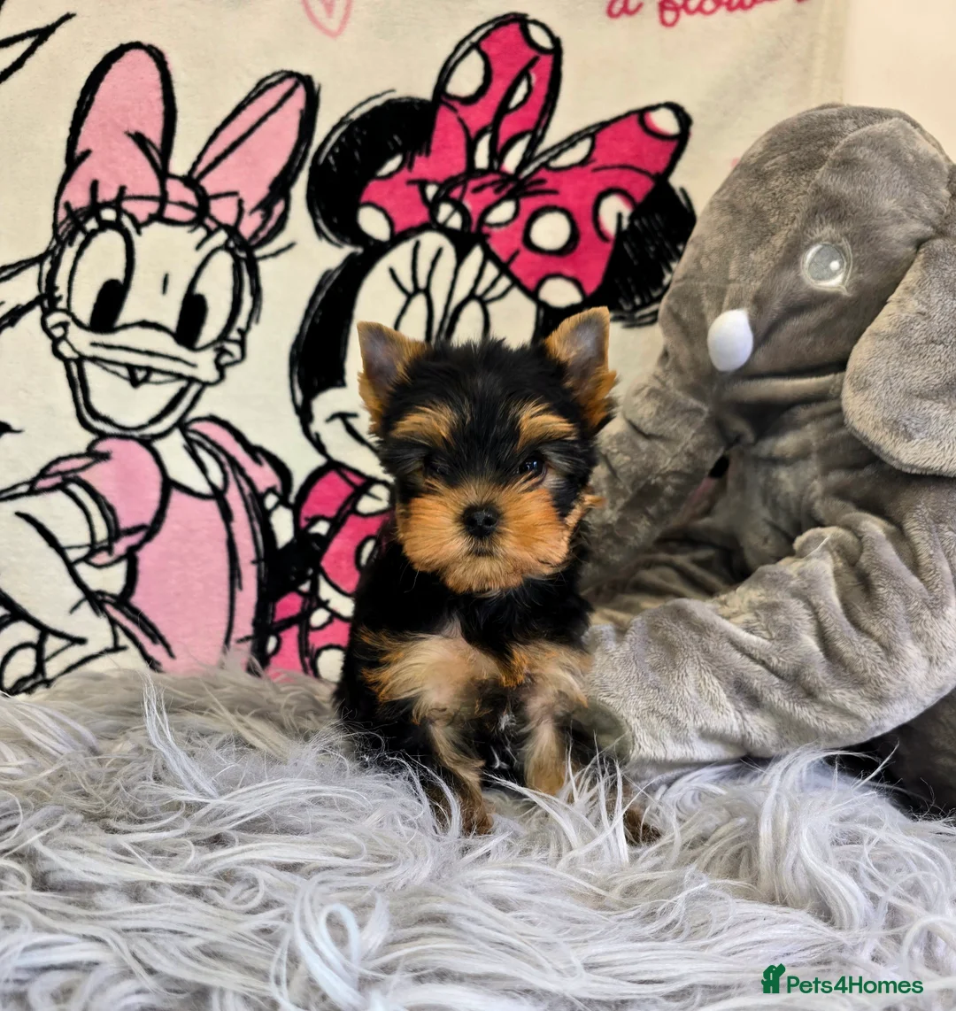 Yorkshire Terrier dogs for sale: Top quality puppies in Altrincham - Advert 2