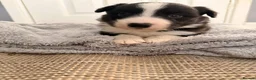 Border Collie dogs for sale: Gorgeous Border Collie Puppies  - Advert 8