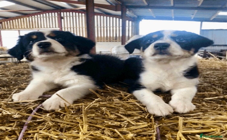 Border Collie dogs - Advert 4
