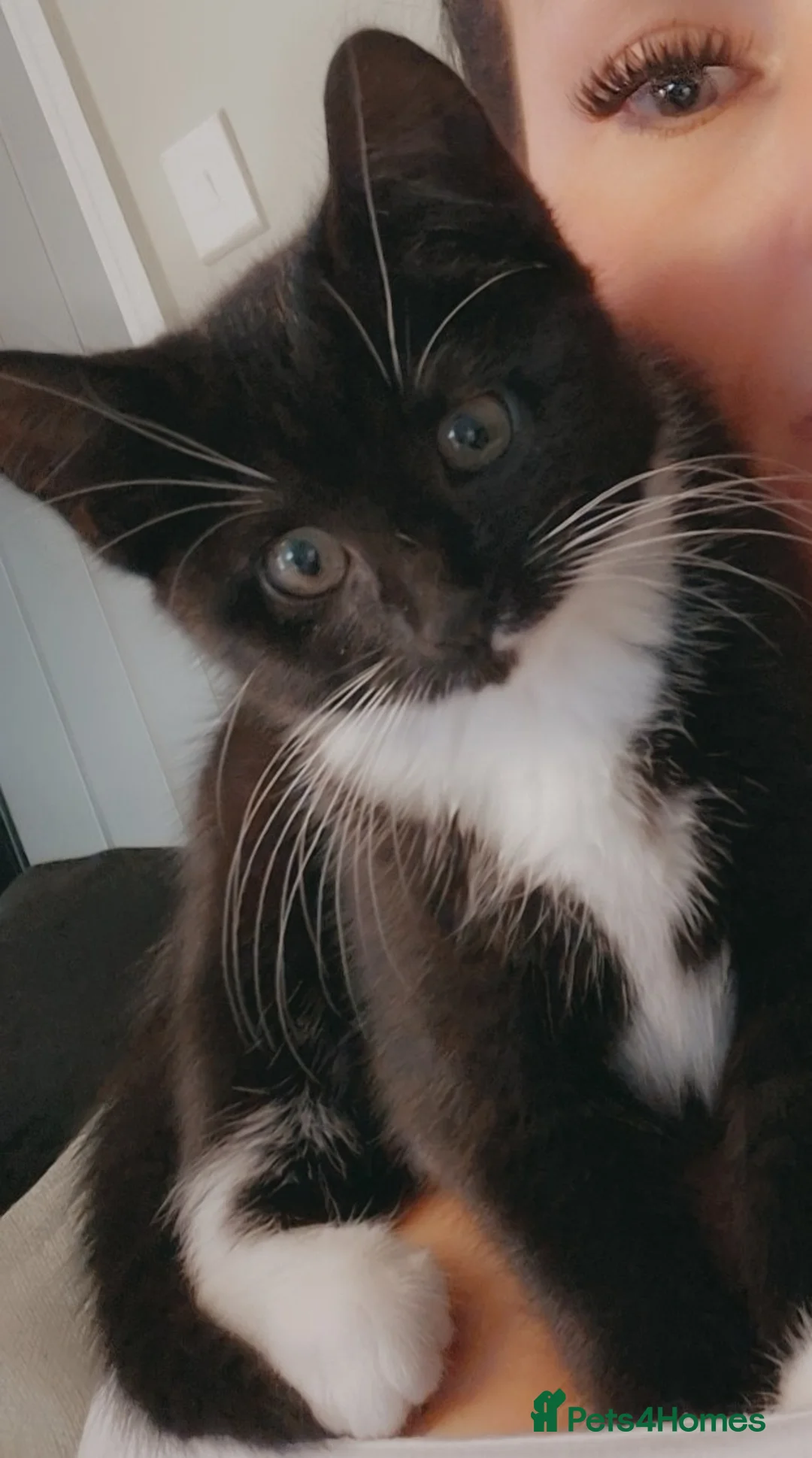 Mixed Breed cats for sale: 1 year old cat,  **   - Advert 1