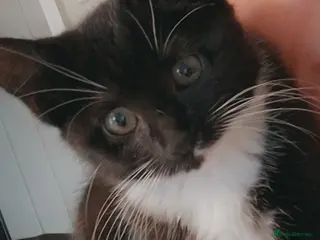 Mixed Breed cats 1 year old cat, FREE to a good home - Advert 1