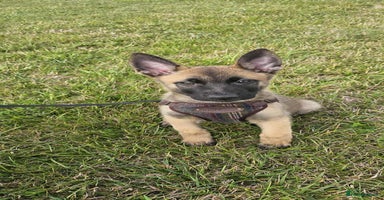 Mixed Breed dogs - Advert 14